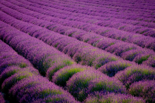 I dream of a photo shoot in the lavender field