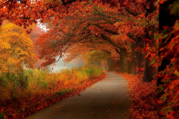 Passeggiata lungo la strada nella foresta d autunno