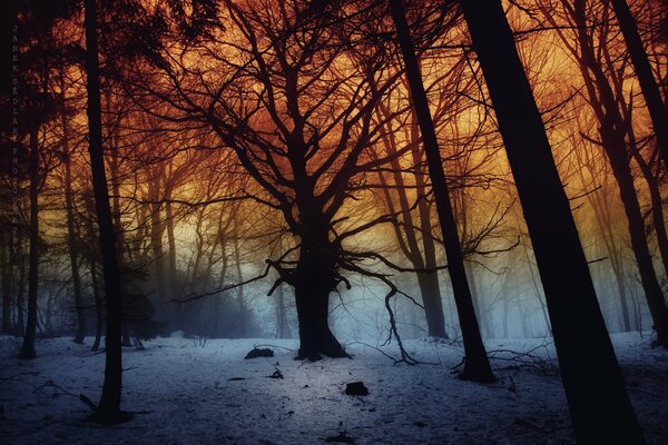 Dunkler Wald im Nebel unter Schnee