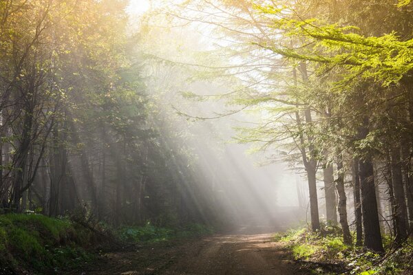 Morgenstrahlen fallen im Wald auf die Straße