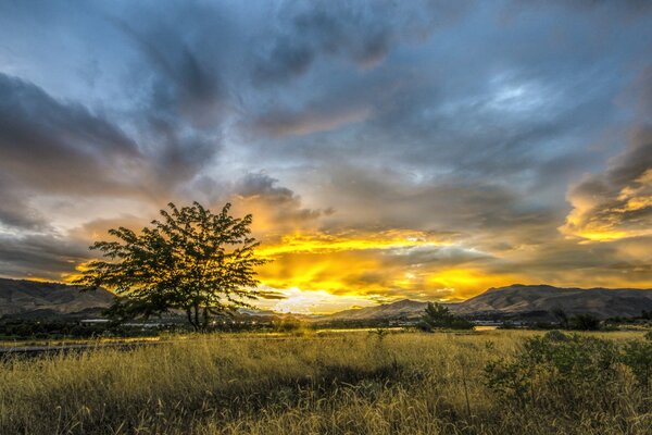 Un árbol solitario en medio de un valle al amanecer