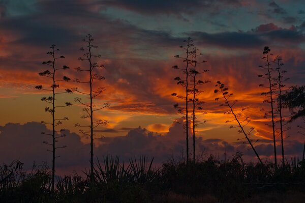 Tall trees on the background of sunset