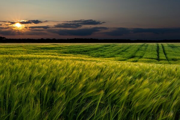 Landscape of nature on the background of sunset