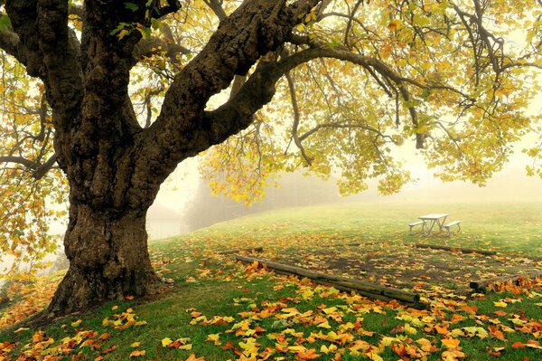 Nebeliger Herbst im Park. Ich kann es nicht glauben