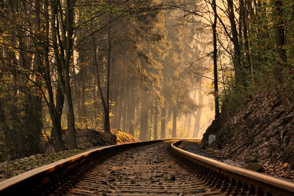 Rails going deep into the forest