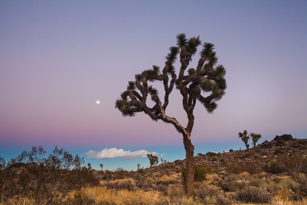 US National Park, a lonely tree on a desert landscape, against a blue sky