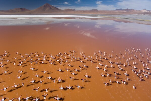 Pink flamingos on orange lake