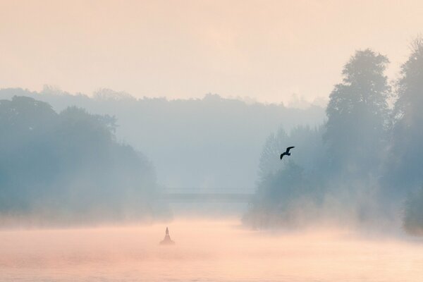 Oiseau vole au-dessus de l eau à travers le brouillard