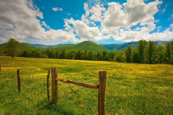 Sommerwiese vor dem Hintergrund der Berge