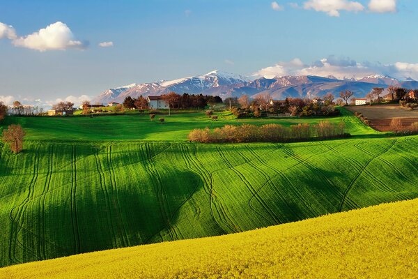 Felder mit Raps in Italien im Frühling vor dem Hintergrund von Bergen und Bäumen