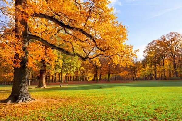 Eine einsame Bank vor dem Hintergrund des goldenen Herbstes