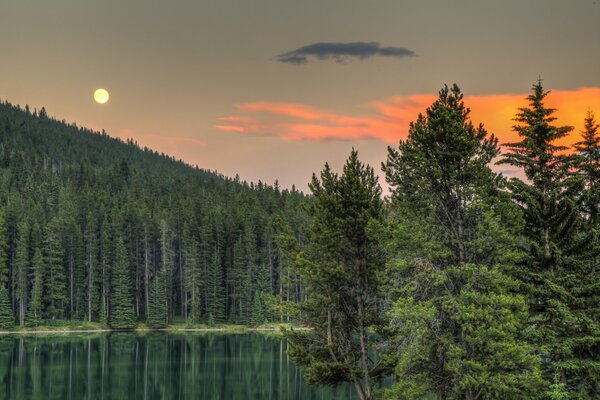 Forêt et la surface du lac au coucher du soleil