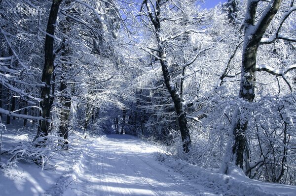 Die Straße entlang der Winterbäume im Frost