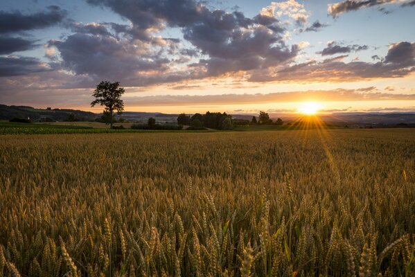 Sunrise over the field in summer