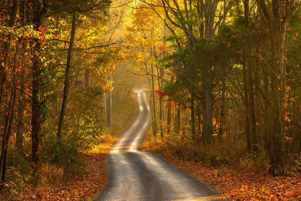 Autumn landscape - the road through the forest