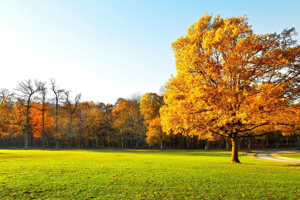 Heller, bunter goldener Herbst. Landschaft