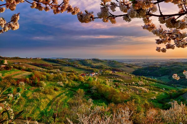 Blooming spring in the evening Lombardy