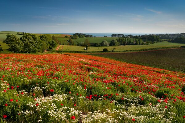 Poppy fields in rural England