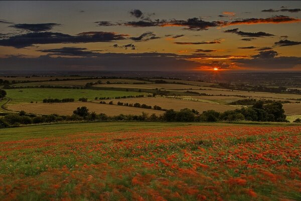 Flower meadows at sunset in summer