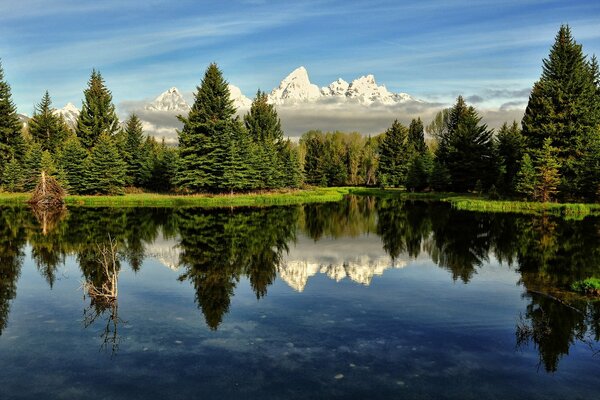 Blauer Himmel und See inmitten eines grünen Waldes