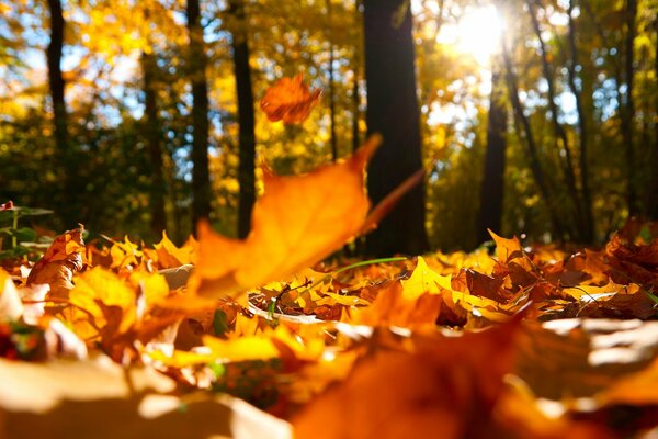 Herbstlaub fällt im sonnigen Wald