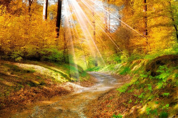 The rays of the sun in the autumn forest