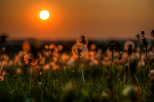 Denti di leone ai raggi del sole al tramonto