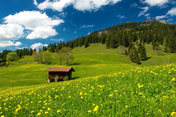 Campo verde con denti di leone e una casa