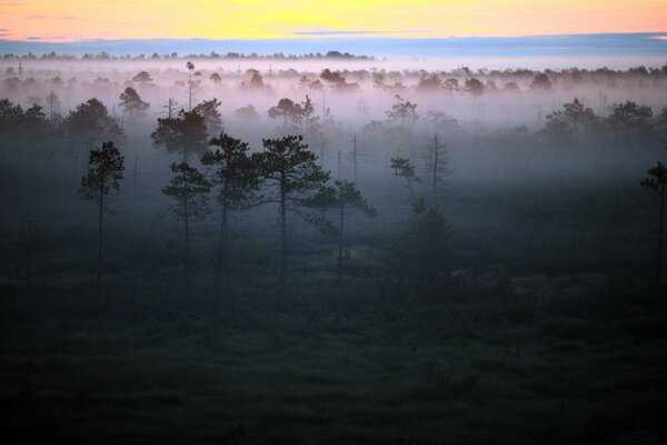 Foggy morning. Golden Dawn