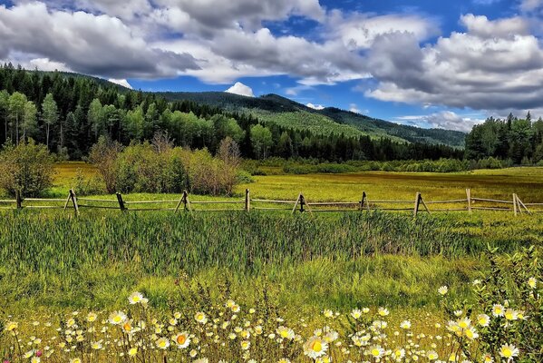 Chamomile field on the background of white clouds