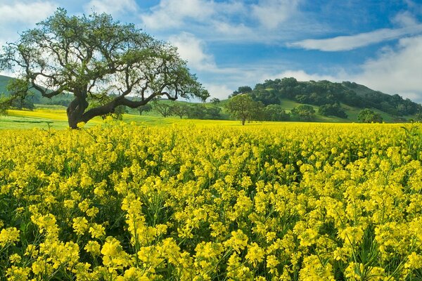 Campo de flores amarillas con madera