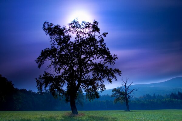 Baum auf blauem Himmel Hintergrund mit Mond