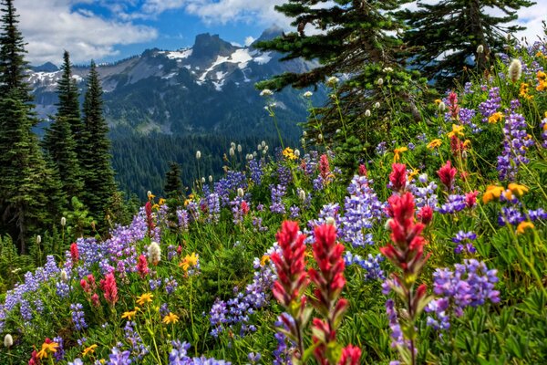 Field of meadow flowers in the mountains