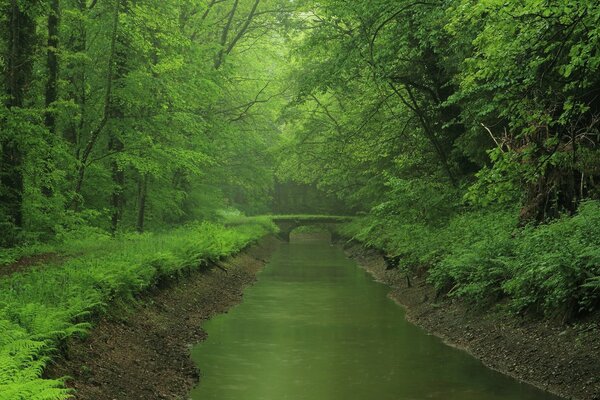 Green life around you