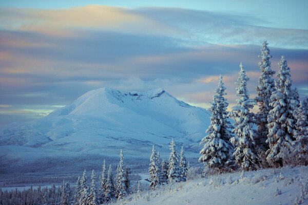 Mountains in the snow, mighty fir trees