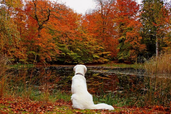 Cane bianco sullo sfondo del paesaggio autunnale