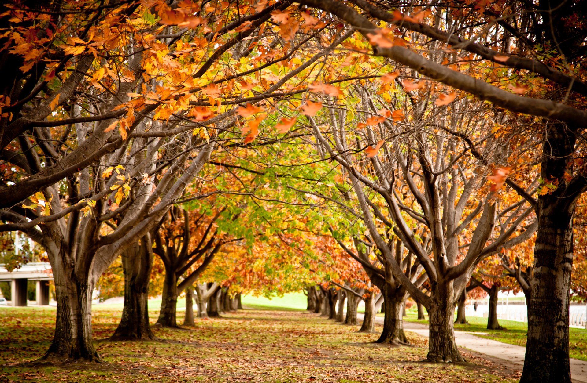 park allee bäume herbst laub farben zweige jahreszeit