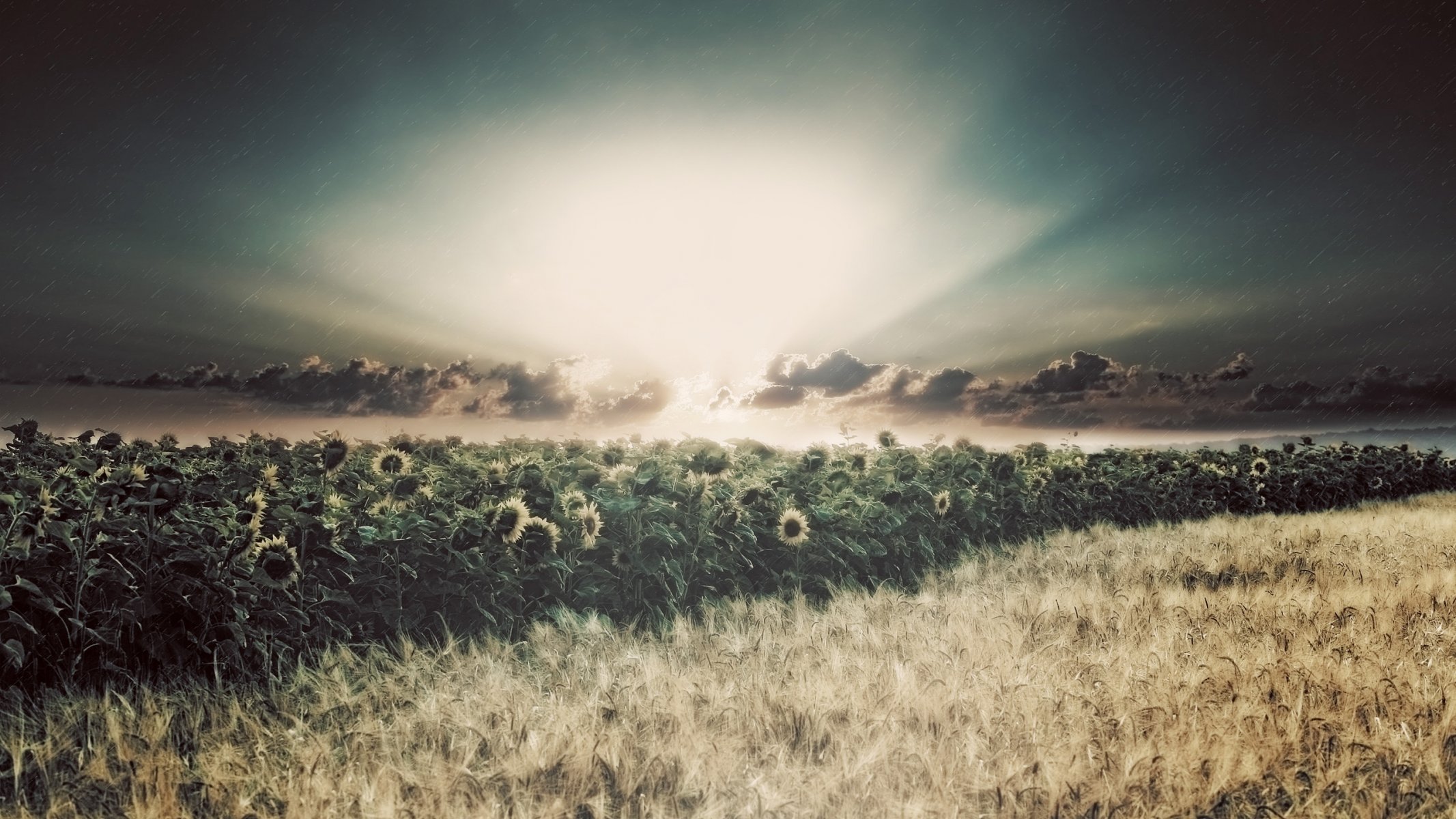 the field sunflowers rain sun ray