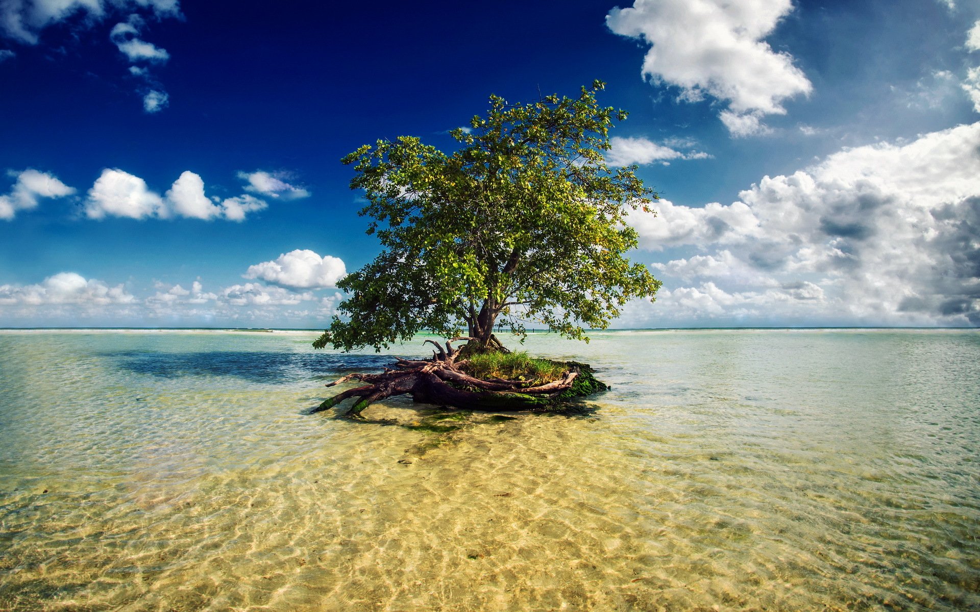 riviera maya messico mare albero