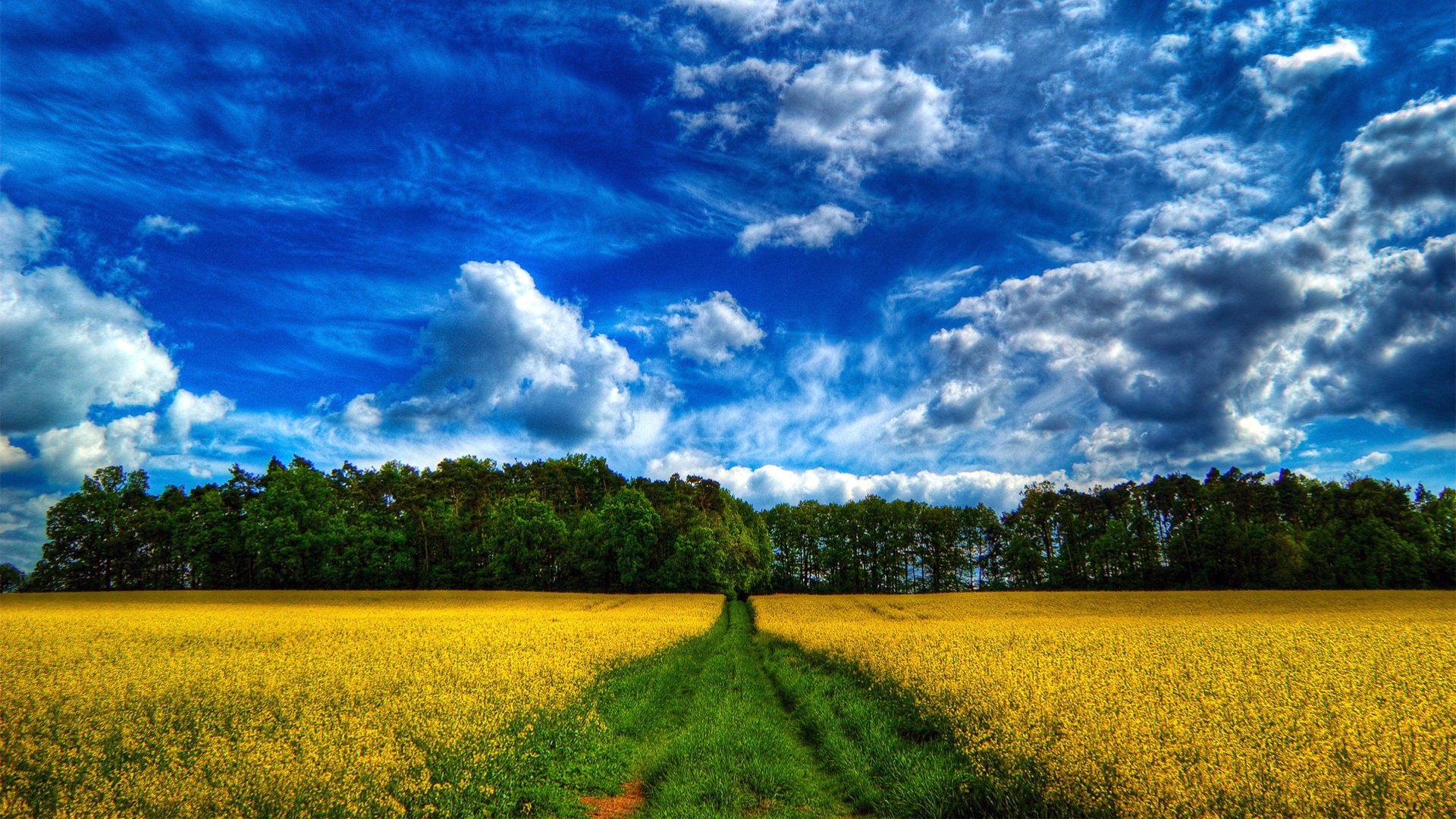 campo flores hierba camino bosque árboles cielo nubes