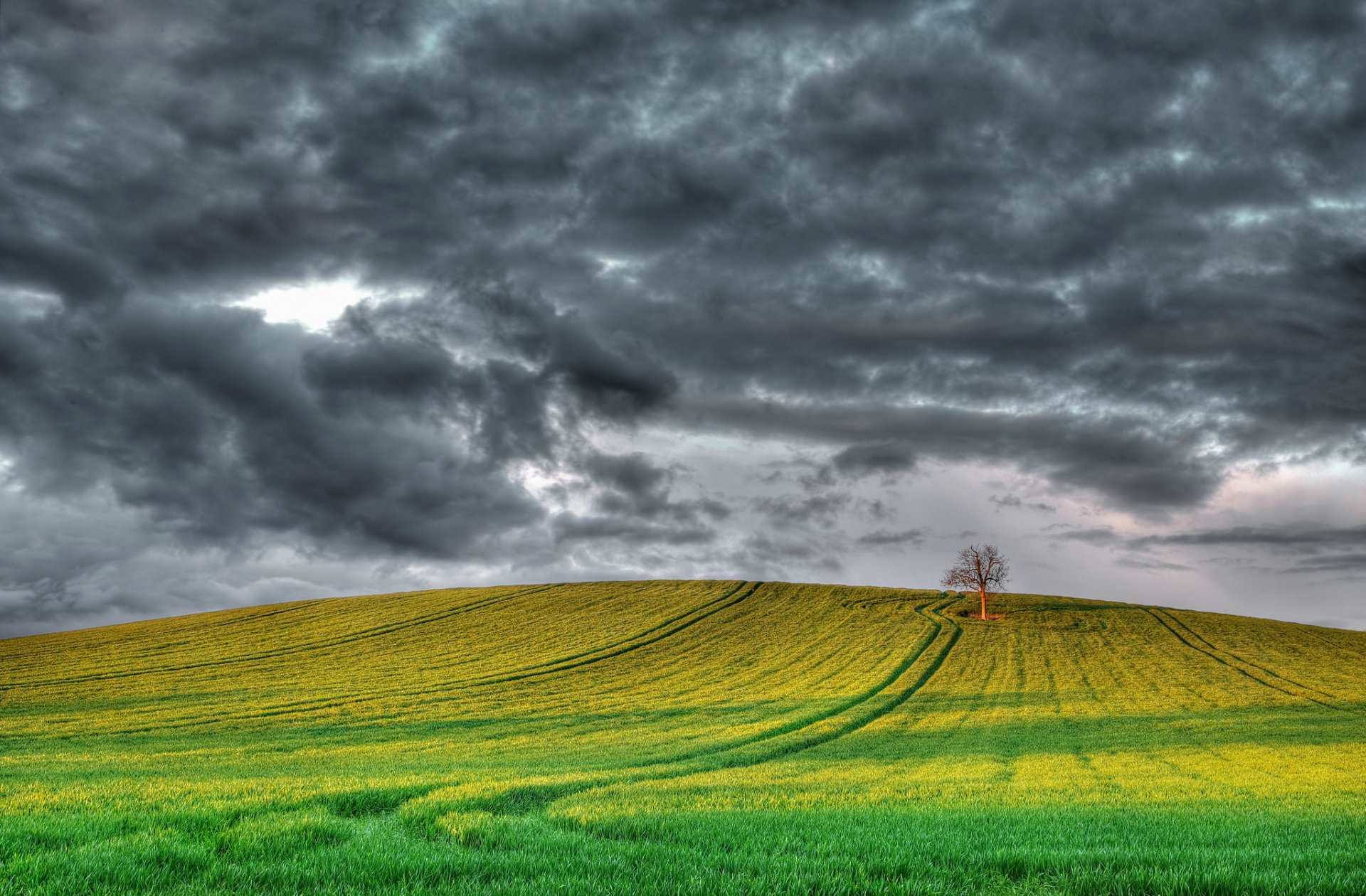 regno unito inghilterra campo albero grigio cielo nuvole