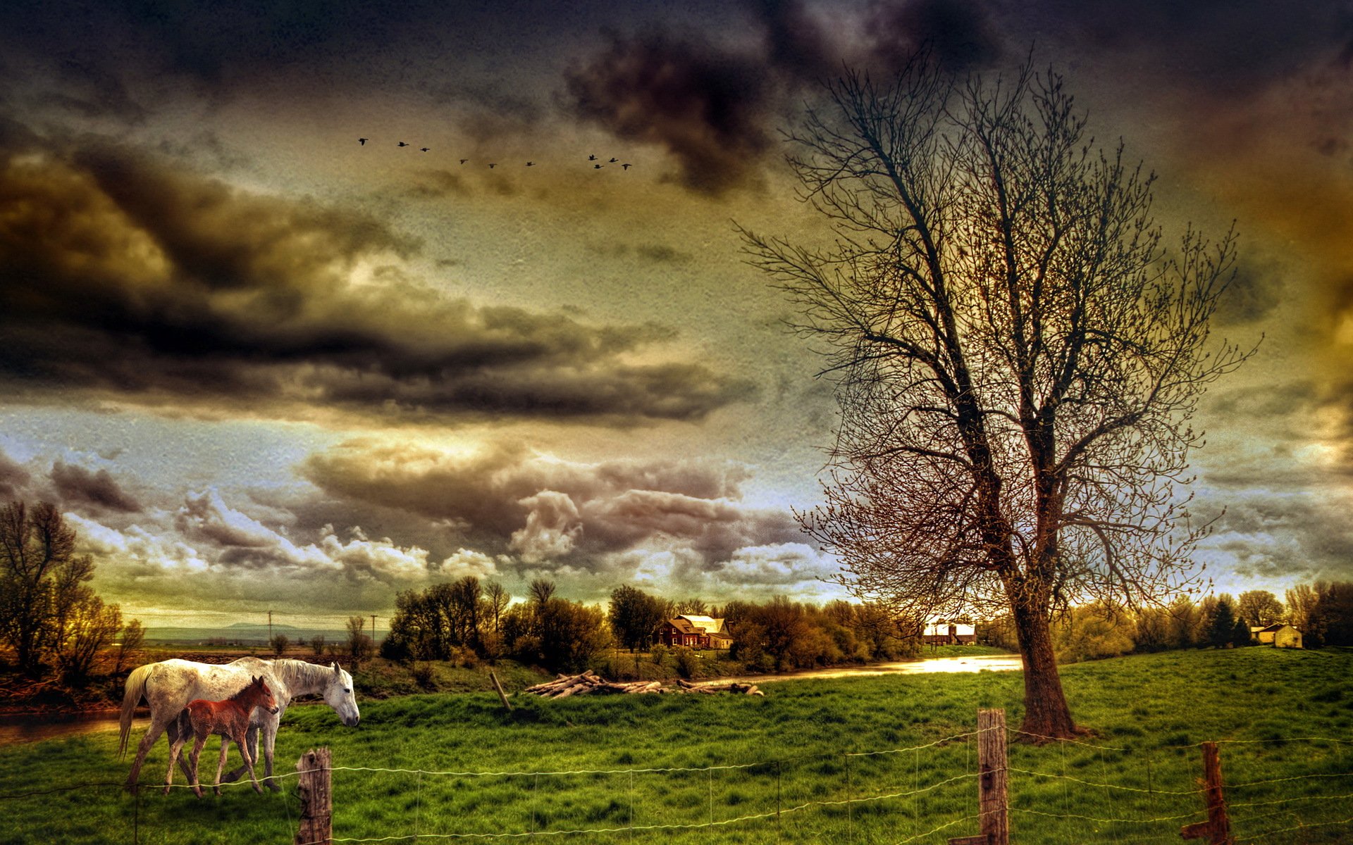 campo cavalli paesaggio stile