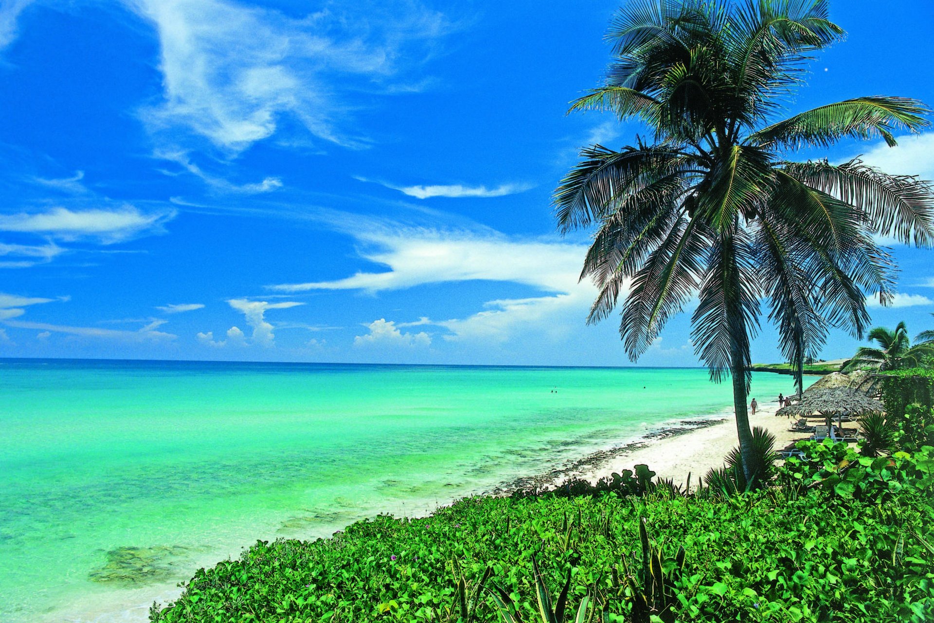 cuba palmier plage océan beauté côte soleil