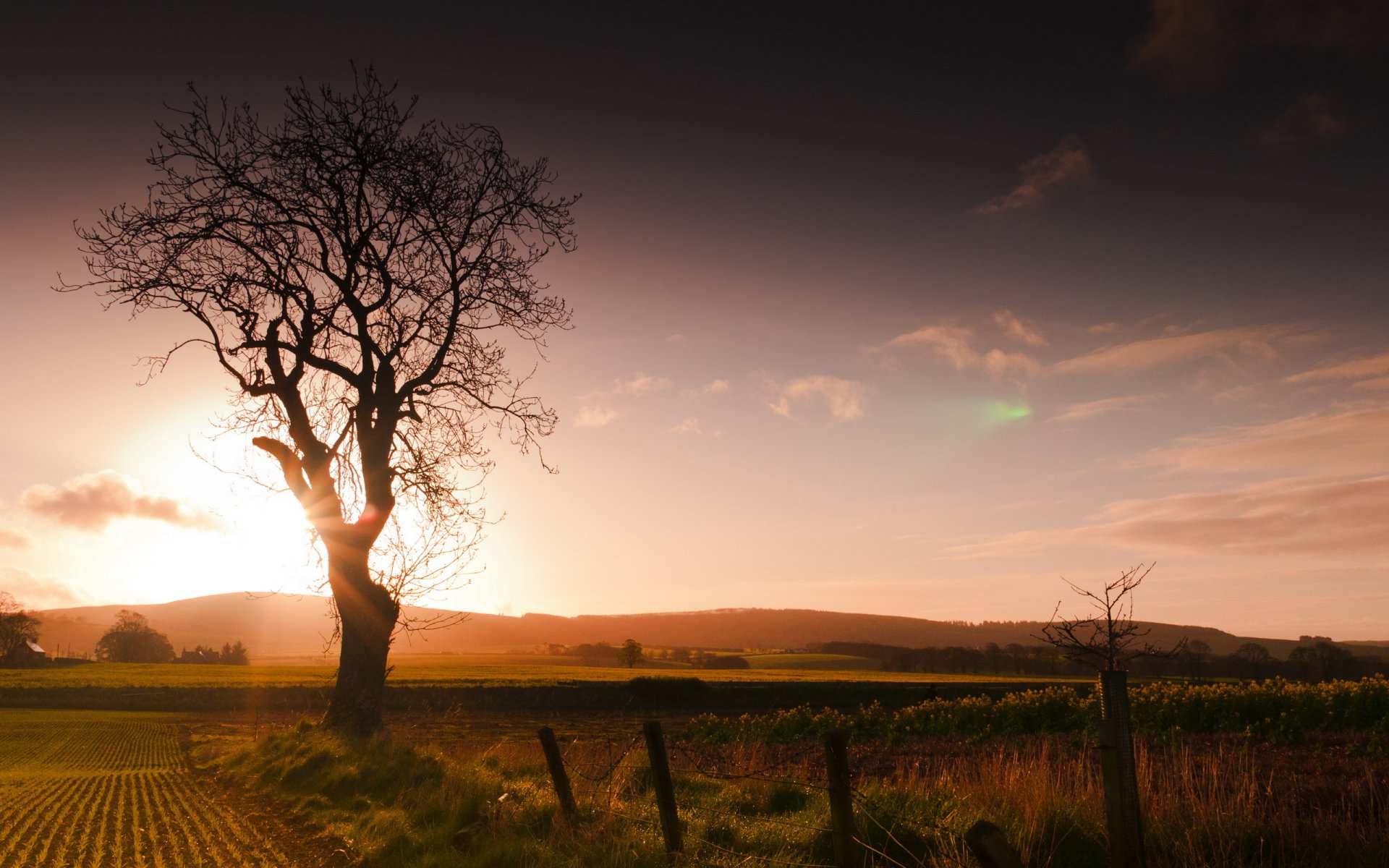 coucher de soleil champ arbre clôture paysage