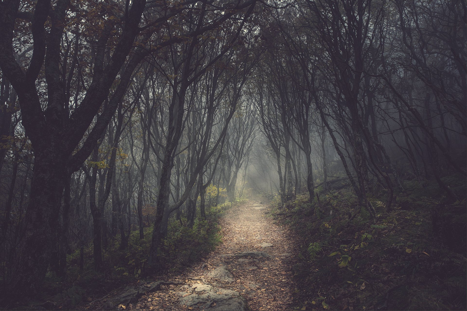 tree forest darkly track alley path