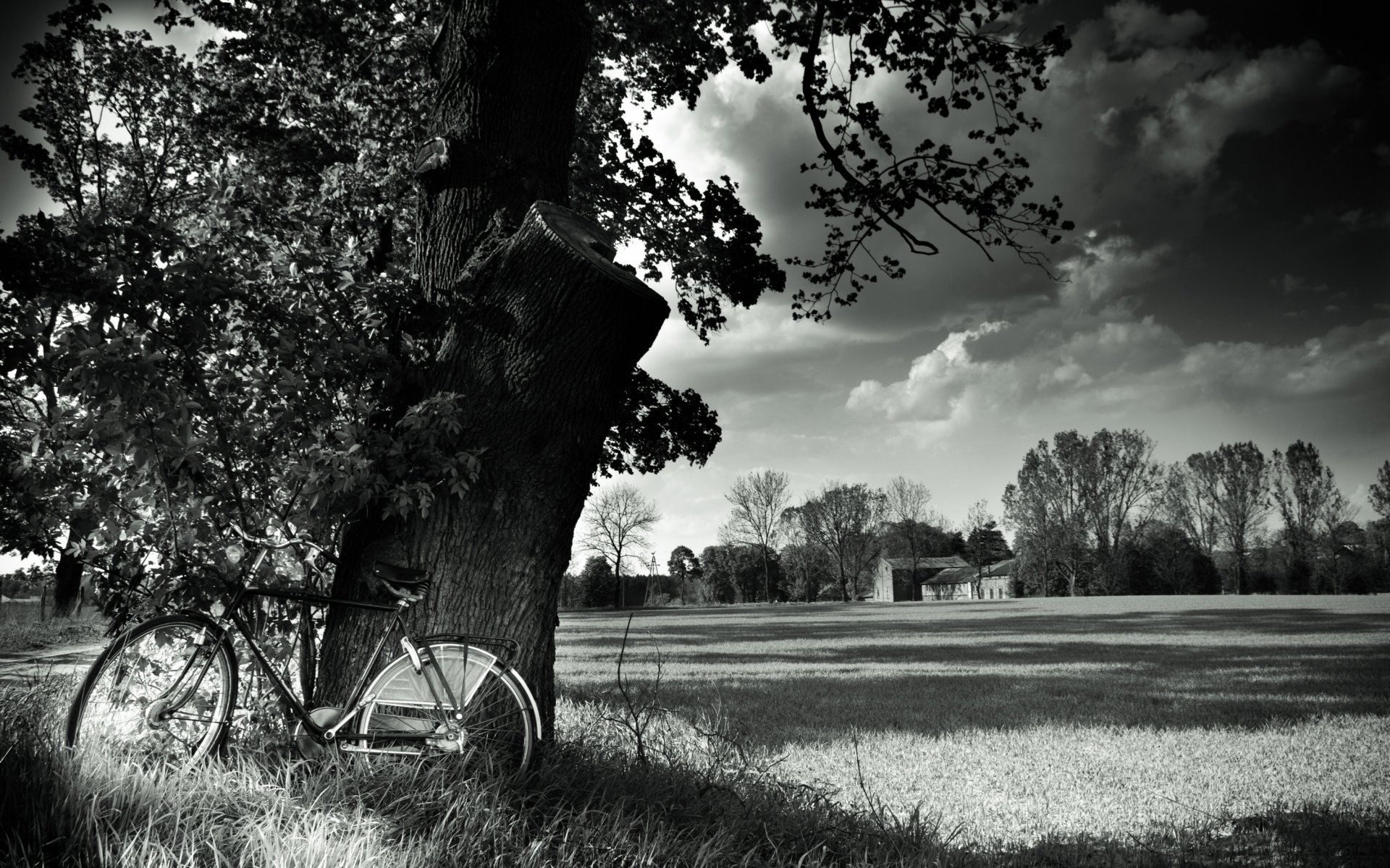 bicicletta in bianco e nero legno natura campo paesaggio in bianco e nero