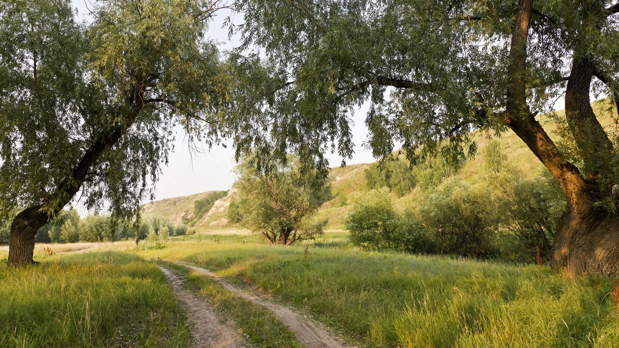 ummer road tree nature landscape