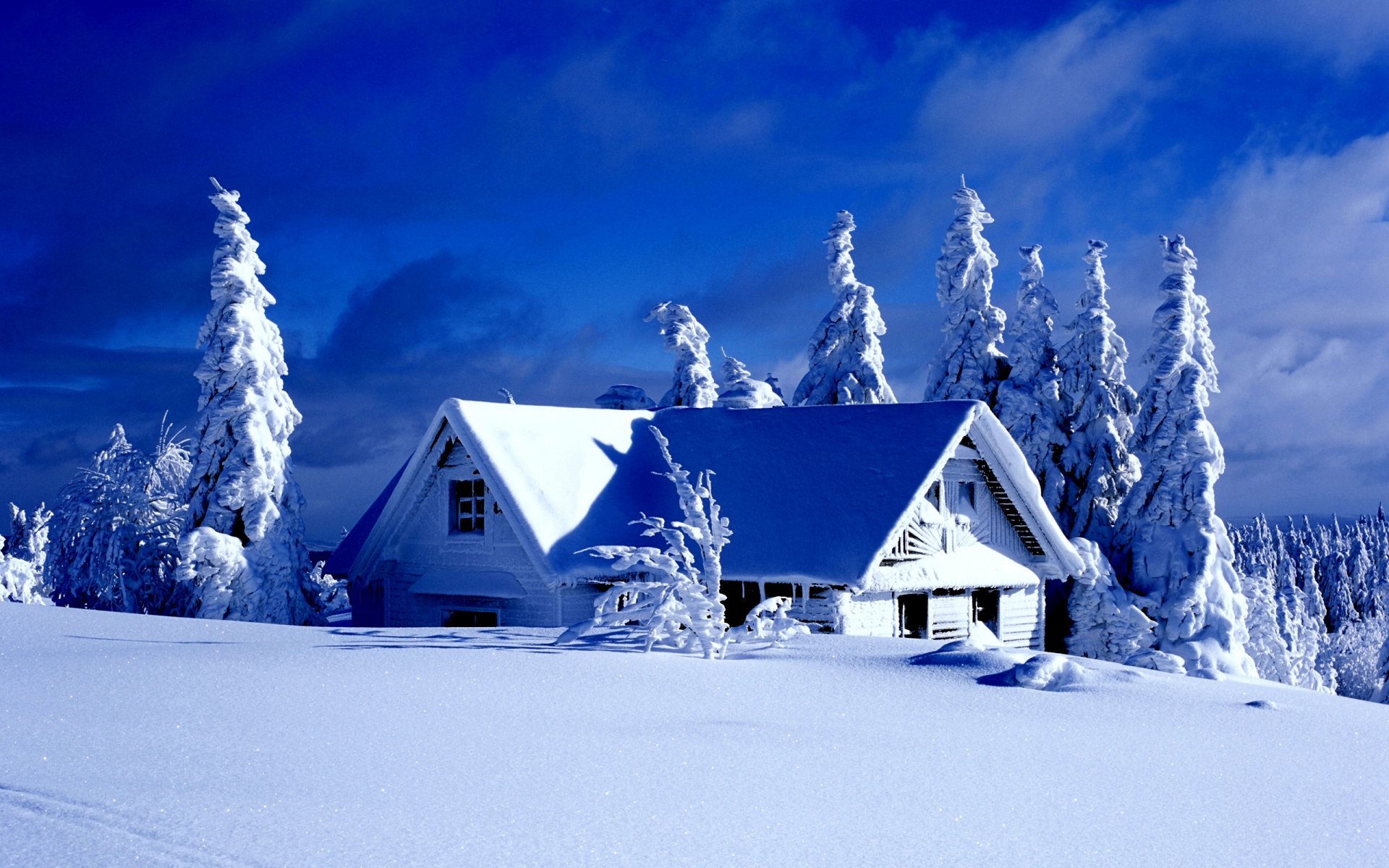 winter snow spruce tree bush sky clouds house tale