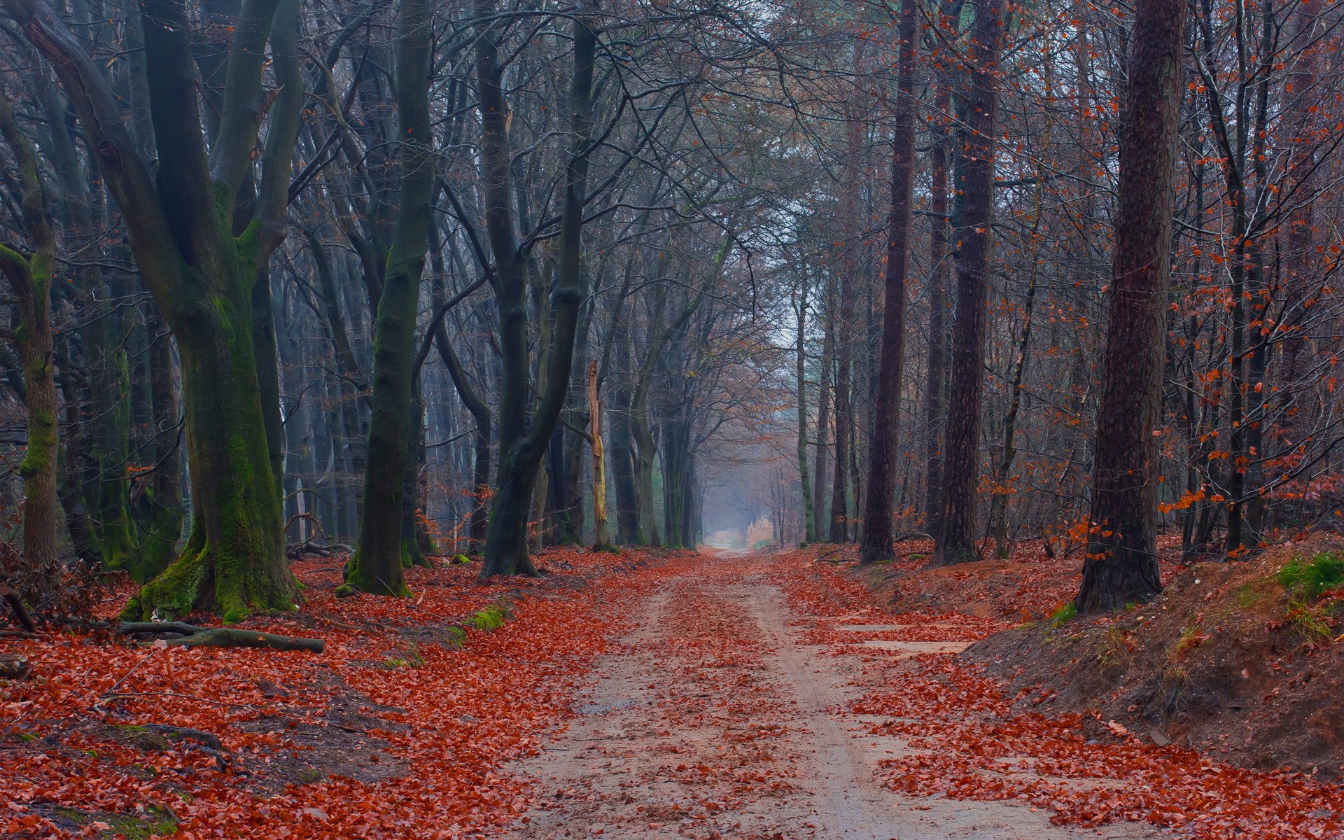 route forêt arbres automne mousse feuilles