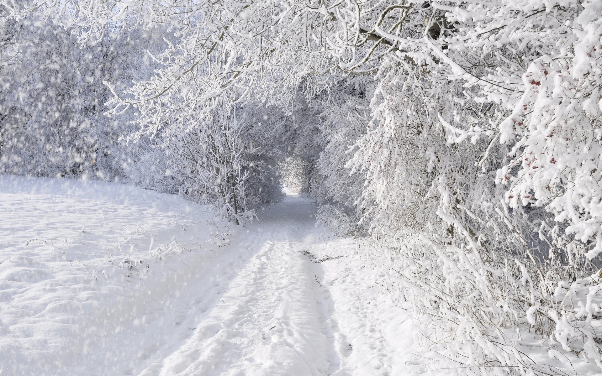 inverno neve alberi strada innevato foresta